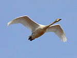 Whooper Swan (Cygnus cygnus) (26).jpg