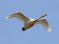 Cisnes cantores (Cygnus cygnus) (26) .jpg