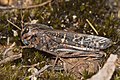 Unidentified Grasshopper, Wielangta Forest, Tasmania