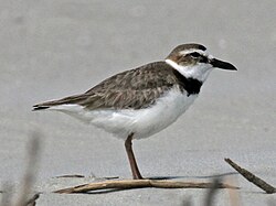 Tjukknebblo, Charadrius wilsonia, North Carolina, USA Foto: DickDaniels