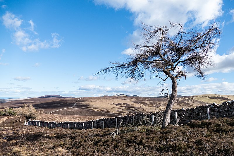 File:Withered Tree - panoramio.jpg