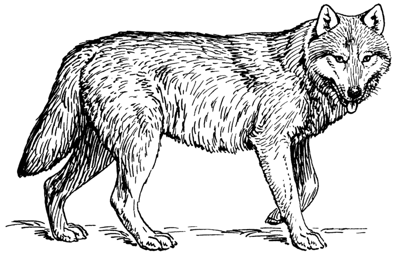File:Wolf (PSF) cleaned 2.png