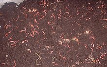 Background of Many earthworms African Night Crawler (AF) on hand. Raising  Worm Composting from cow dung is good quality natural organic fertilizer  for agriculture. Photos