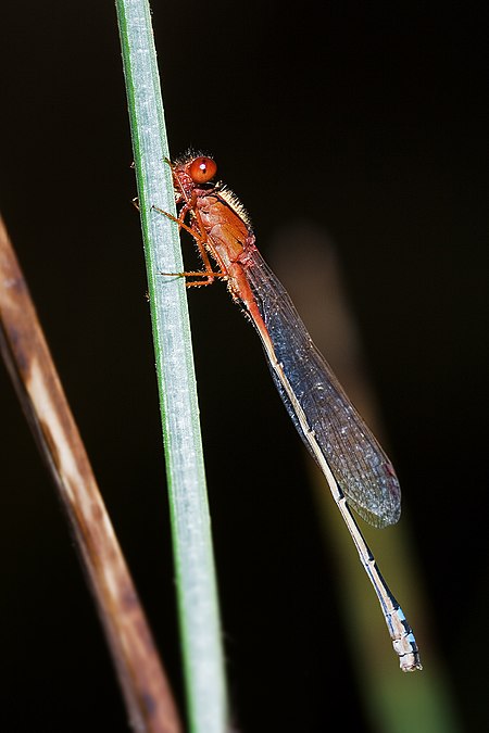 Xanthagrion