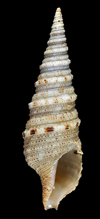 <i>Xenuroturris</i> Genus of gastropods