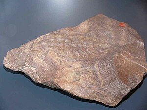 頭部側（左）が欠損したゼヌシオンの胴部化石