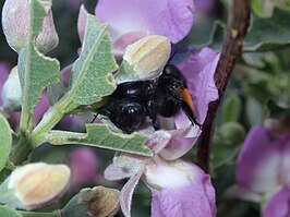 Xylocopa rufitarsis