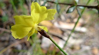 <i>Xyris gracilis</i> Species of yelloweyed grass