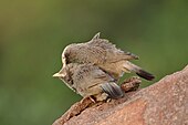 Yb Babbler DSC 7018.jpg