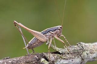 <i>Yersinella</i> Genus of cricket-like animals