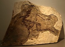 Yixianornis grabaui, one of the oldest known species with a pygostyle like that in living birds YixianornisGrabaui-PaleozoologicalMuseumOfChina-May23-08.jpg