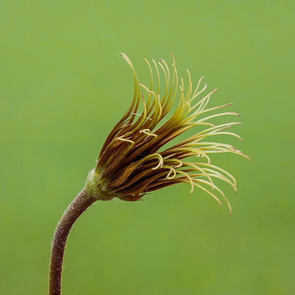 File:Zaadpluizen van een Clematis texensis 'Princess Diana'. 18-07-2023 (actm.) 01.jpg