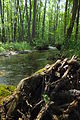 English: Zelenský luh, nature reserve in the Šumava mountains, the Czech Republic. Čeština: Zelenský luh, přírodní rezervace v CHKO Šumava.