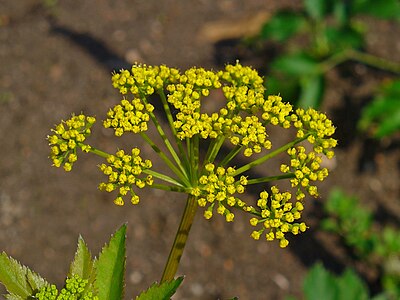 Zizia aurea Inflorescence