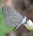 Papillon gris-bleuté aux ailes de même couleur