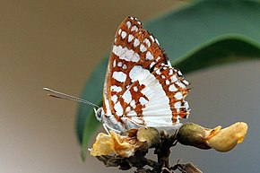 Popis tohoto obrázku, také komentován níže