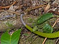 " Redtail " Rat Snake (Gonyosoma oxycephalum) - in Borneo, the tail is grey ... (15621221395).jpg