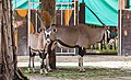 * Nomination Gemsbok (Oryx gazella), Ho Chi Minh City Zoo, Vietnam --Poco a poco 18:45, 24 February 2014 (UTC) * Promotion  Support Very good IMO--Lmbuga 19:15, 24 February 2014 (UTC)