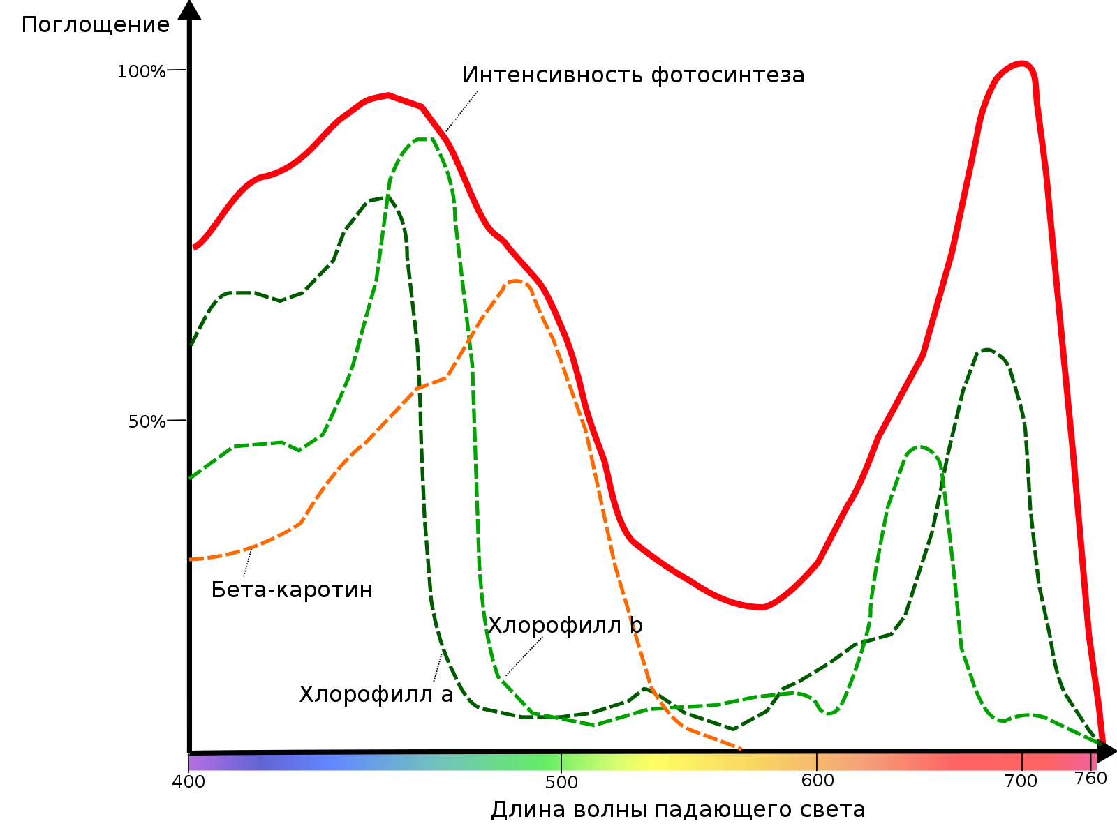 Спектр света фотосинтез. Спектр цвета фотосинт ез. Спектры поглощения фотосинтез. Спектр поглощения хлорофилла. Хлорофиллы поглощают свет