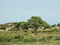 * Nomination: Turanga grove, Bozaigyrkum desert. Karatal sands sanctuary. Altay District, East Kazakhstan Region, Kazakhstan. By User:Avustfel --Красный 10:27, 5 June 2024 (UTC) * * Review needed