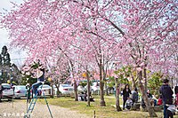 拉拉山樱花季