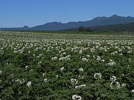 じ ゃ が い も 畑 と 夕 張 山地 （Картофельное поле） - Panoramio.jpg