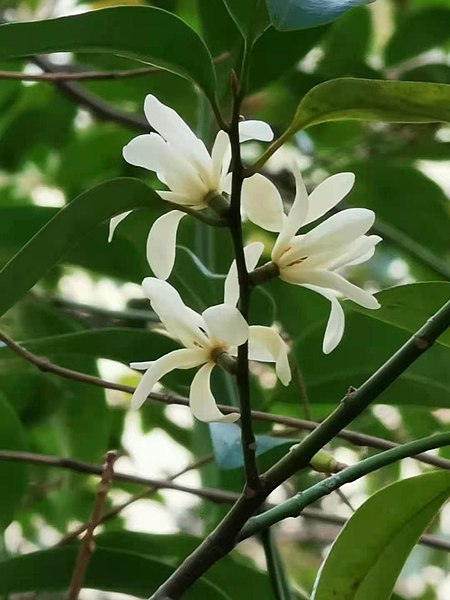 File:蘭嶼烏心石 Michelia compressa var. lanyuensis 20220911102936 02.jpg