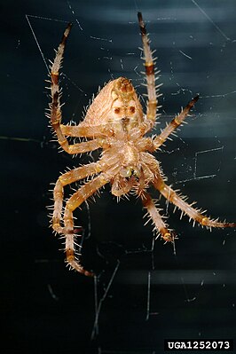 Araneus illaudatus