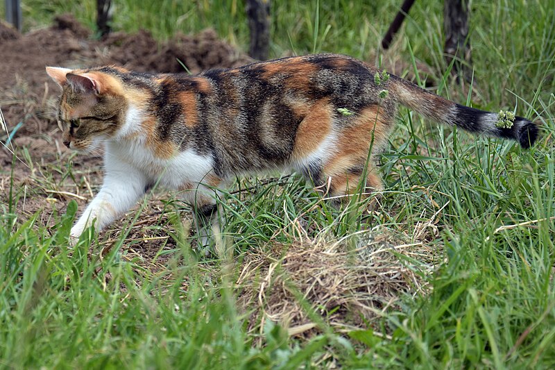 File:150524-Calico-Katze.jpg