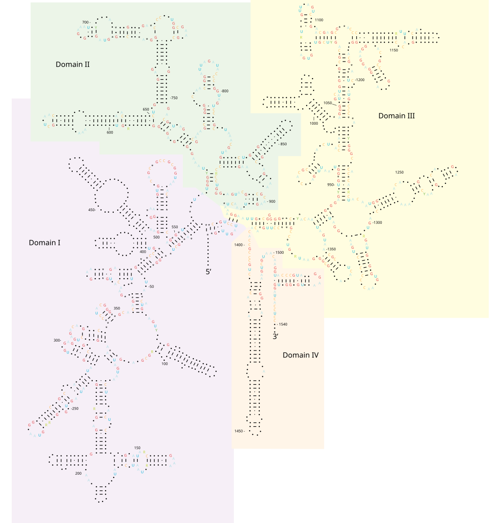 Translation through ribosomes,  amazing nano machines 1024px-16S.svg