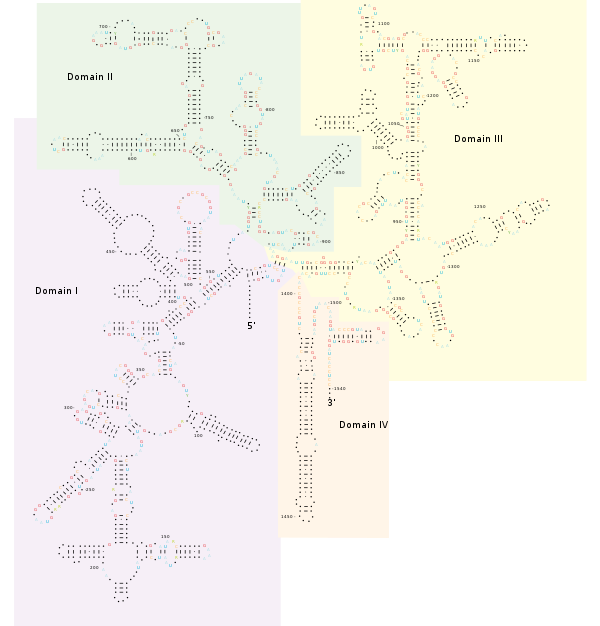 SSU Ribosomal RNA, bacteria and archaea. From Woese 1987. 16S.svg