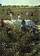 1965-02 1965 新疆维吾尔族和田专区棉花采摘.jpg