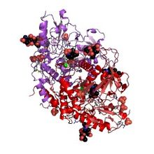 Modèle tridimensionnel de l'enzyme