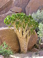 Cyphostemma currorii en Spitzkoppe (Namibia)