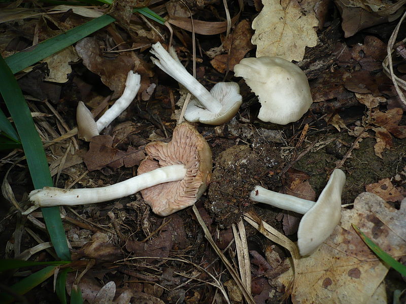 File:2008-08-05 Entoloma rhodopolium var. pseudopolitum 1 20014.jpg