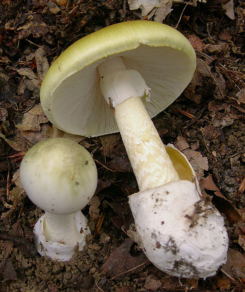 File:2009-05 Amanita phalloides crop.jpg