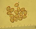 spores