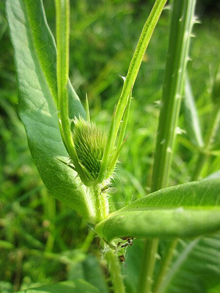 File:20130706Dipsacus fullonum2.jpg