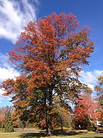 2014-11-02 11 29 54 Pin Oak during autumn along Lower Ferry Road in Ewing, New Jersey.JPG