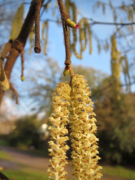 File:20140124Corylus avellana1.jpg