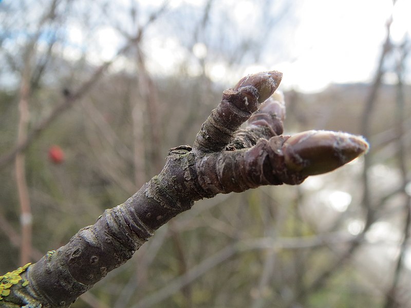 Датотека:20140211Quercus petraea4.jpg