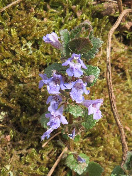 File:20140330Glechoma hederacea1.jpg