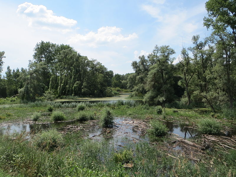 File:20140723Rheinauen Philippsburg2.jpg