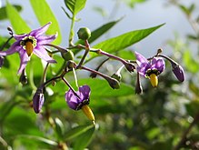 Bittersüßer Nachtschatten (Solanum dulcamara)