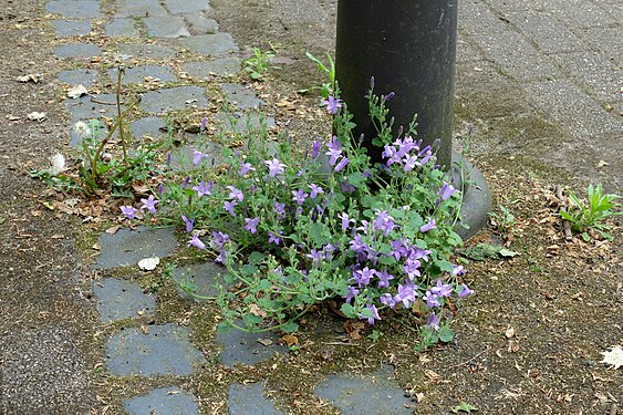 Glockenblume in einer Pflasterritze - Campanula ssp., Stadt Essen