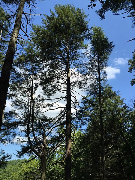 File:2017-08-19 11 39 17 View up into the canopy of a grove of Eastern Hemlocks along the Bull Run-Occoquan Trail between the Yellow Trail and the Red Trail within Hemlock Overlook Regional Park, in southwestern Fairfax County, Virginia.jpg