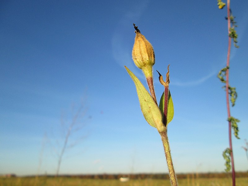 File:20171122Silene latifolia1.jpg