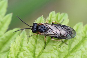 2018 04 12 Monophadnoides ruficruris 1a.jpg