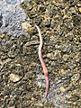 2019-05-02 16 43 38 An earthworm in a puddle on a walking path in the Franklin Farm section of Oak Hill, Fairfax County, Virginia.jpg