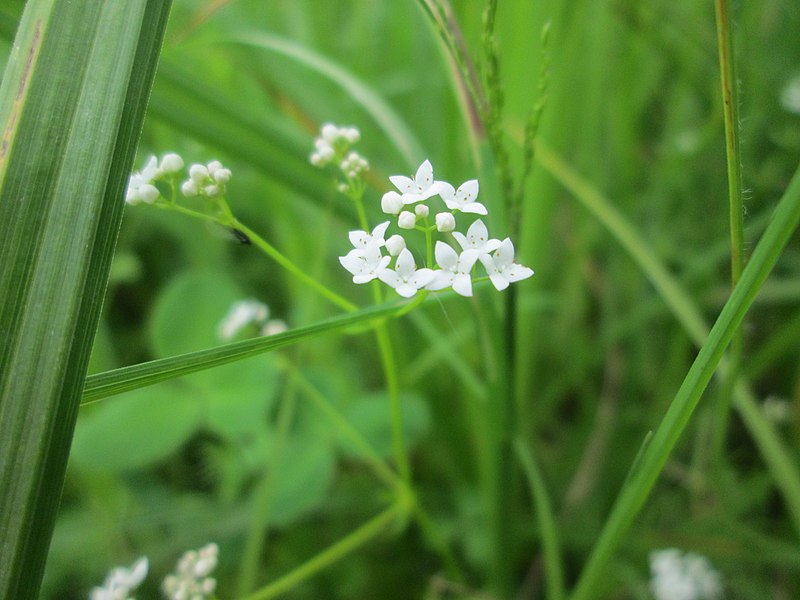 File:20190614Galium palustre2.jpg